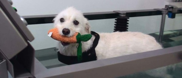 Hund Unterwasserlaufband Tierarztpraxis Steenbeck